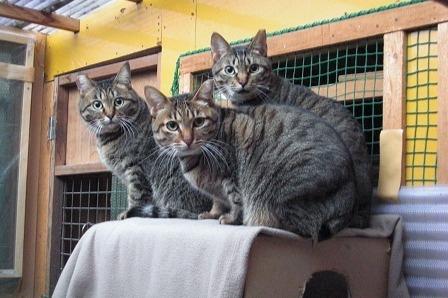 ★フォスターペアレント様　ありがとう。　ピカちゃん、１６才おめでとう。バースデー・ドネーションにささやかなプレゼントを。300円より宜しくお願い申し上げます。のメインビジュアル