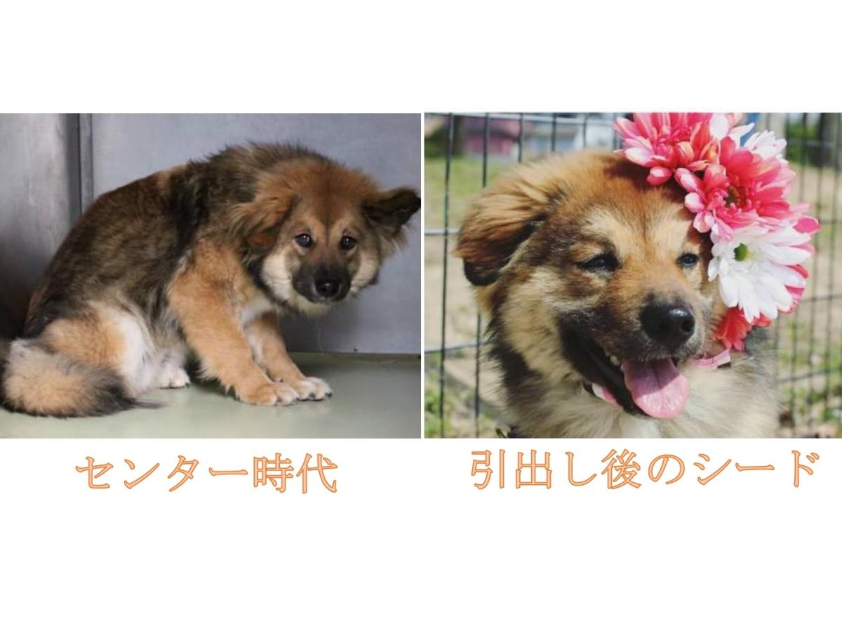 看板犬シードとの出会いのメインビジュアル