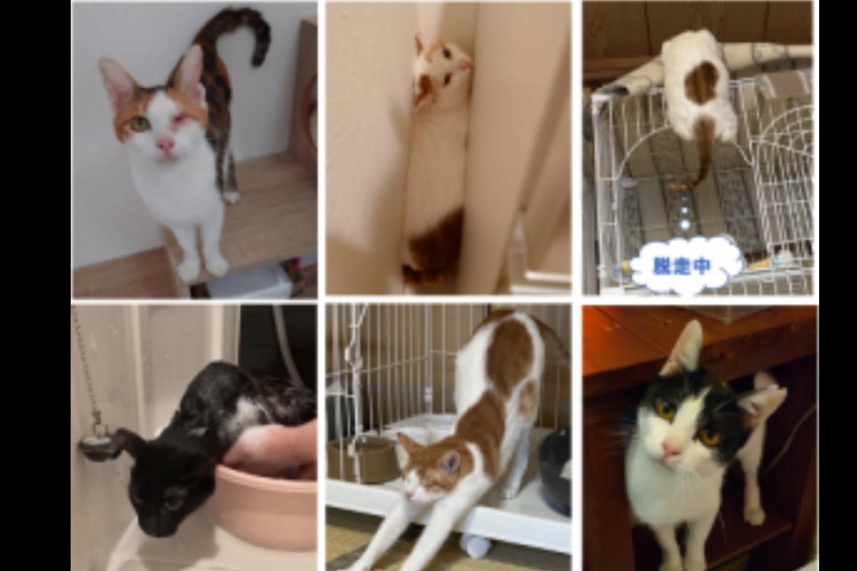 2022年最後の仕事は多頭飼育崩壊からのレスキューでした。のメインビジュアル
