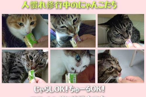 ☆富士見公園シェルターの猫達　絶賛里親募集中。 　おすすめにゃんこ『砂かけニコちゃん　きーちゃん娘』 Main Visual