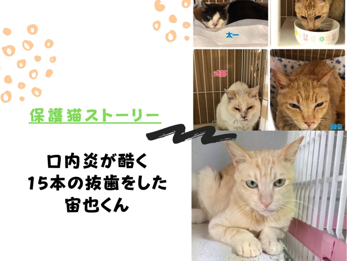 【おおさかねこ倶楽部】口の状態が悪化し、15本の抜歯｜元気を取り戻すため様々な可能性に懸けるのメインビジュアル