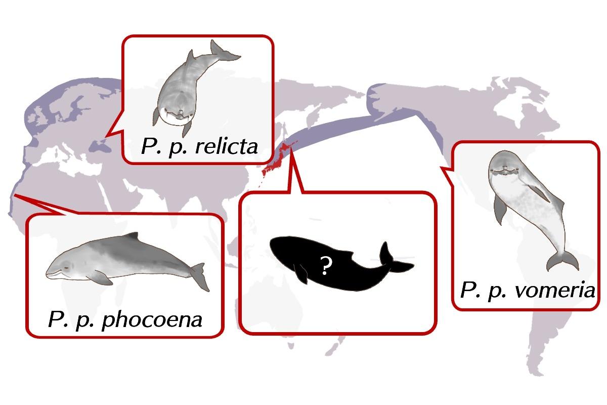 研究紹介：ネズミイルカの亜種のメインビジュアル