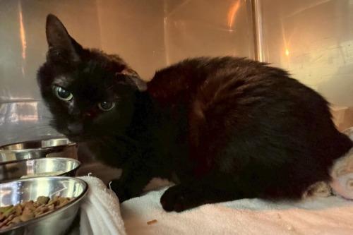 ★マーサちゃん（2016年　川崎市動物愛護センター収容負傷猫引取り）　10年間一緒に暮らしました。1/16　16歳で永眠 、大変お世話になりました。のメインビジュアル