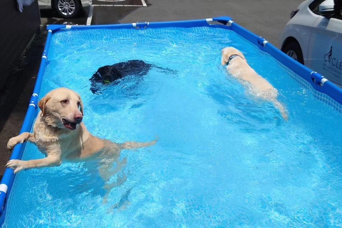 神奈川訓練センター恒例、夏のプール開きしました☆のメインビジュアル