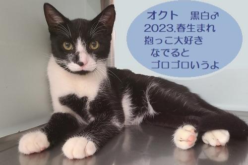 ☆JFEレスキュー2023年春生まれ黒白♂救出（命名・・オクト）のメインビジュアル