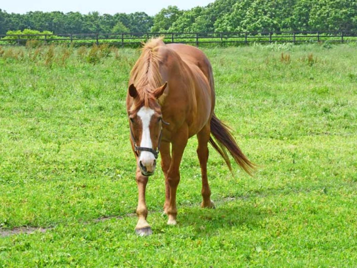 マンダララの受け入れが決定しました！～ナイスネイチャ・33歳のバースデードネーションの現況報告のメインビジュアル