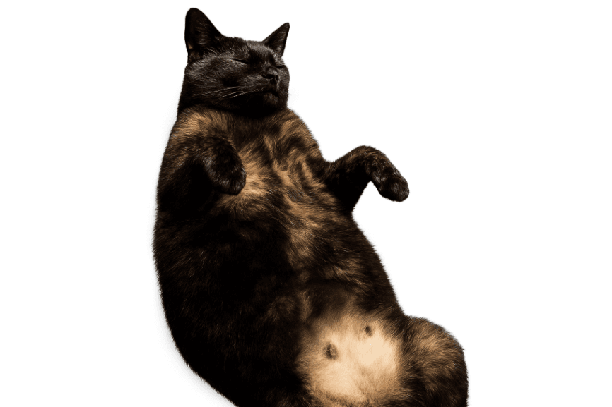 皆さまの温かいご支援への感謝と、お礼の品のご案内のメインビジュアル