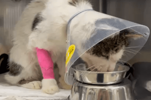 💖1/11里親会13－16時TNR日本動物福祉病院内💙『猫の医療費支援プロジェクト』シロタンの保護主様より皆様へお礼を申し上げます。のメインビジュアル