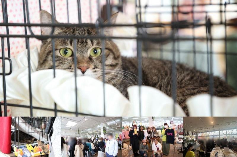 11月9日「子猫食同源＆ねことも・やまなし譲渡会」開催しましたのメインビジュアル