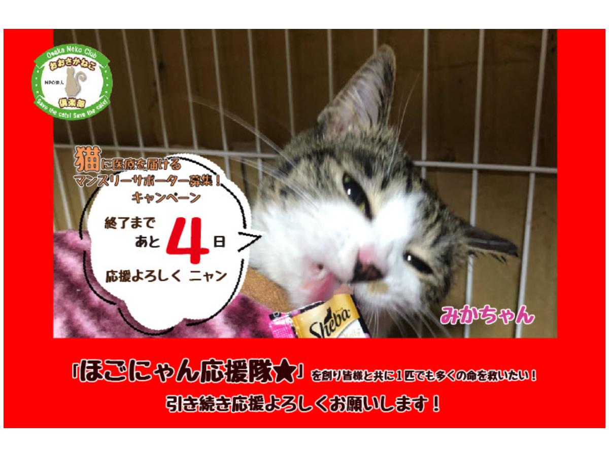 【子猫の保護依頼続出】対応に追われる日々も子猫が幸せになる為に行動をのメインビジュアル