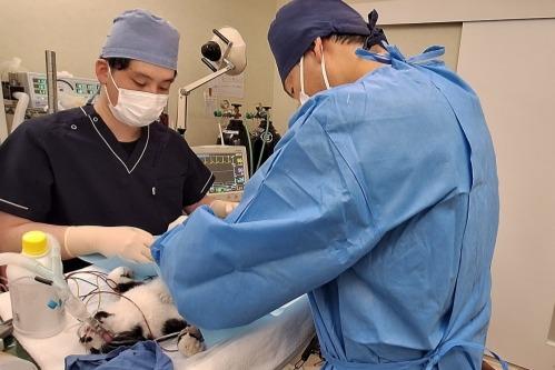 ☆JFEレスキュー　変わるJFE構内の状況と、 腸閉塞猫のレスキュー　黒白（仮名　GEN君）　☆バースデードネーション　JFE保護猫ルームの今　☆12/14（土）NeKoSanDoさん主催　保護猫譲渡会　島忠ホームズ川崎大師店のメインビジュアル
