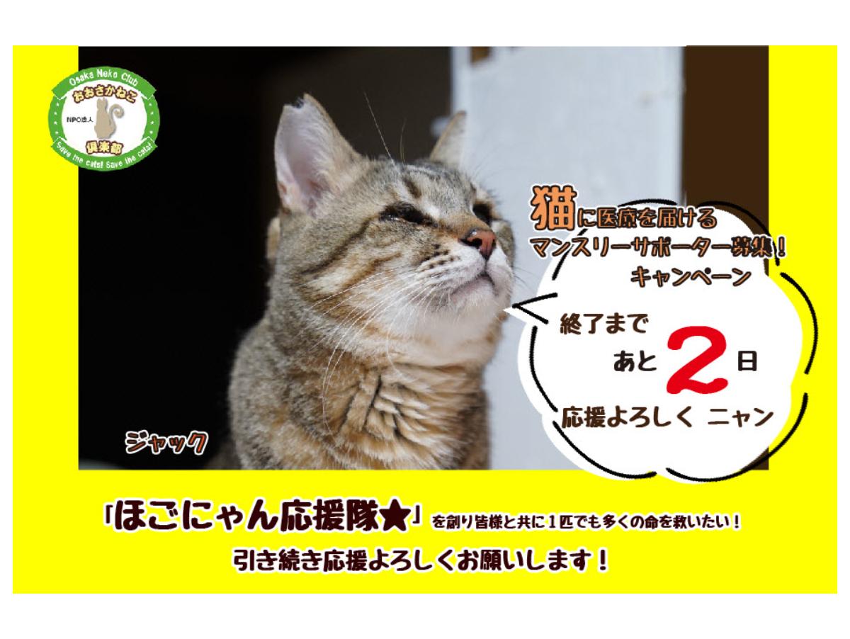 【マンスリーサポート募集も残り2日】最近の子猫保護の現状と新たな家族を待っている猫たちを紹介しますのメインビジュアル