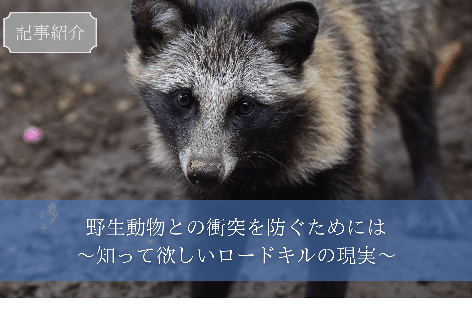 【記事紹介】野生動物のロードキルについて【アクサ損害保険】のメインビジュアル