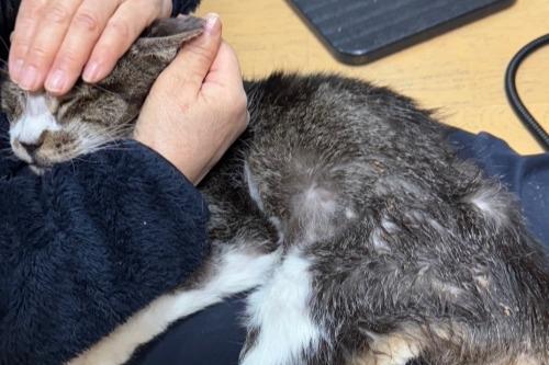 ☆2006年富士見公園保護猫　ロン君２０才、安らかに。皆様、お世話になりました。のメインビジュアル