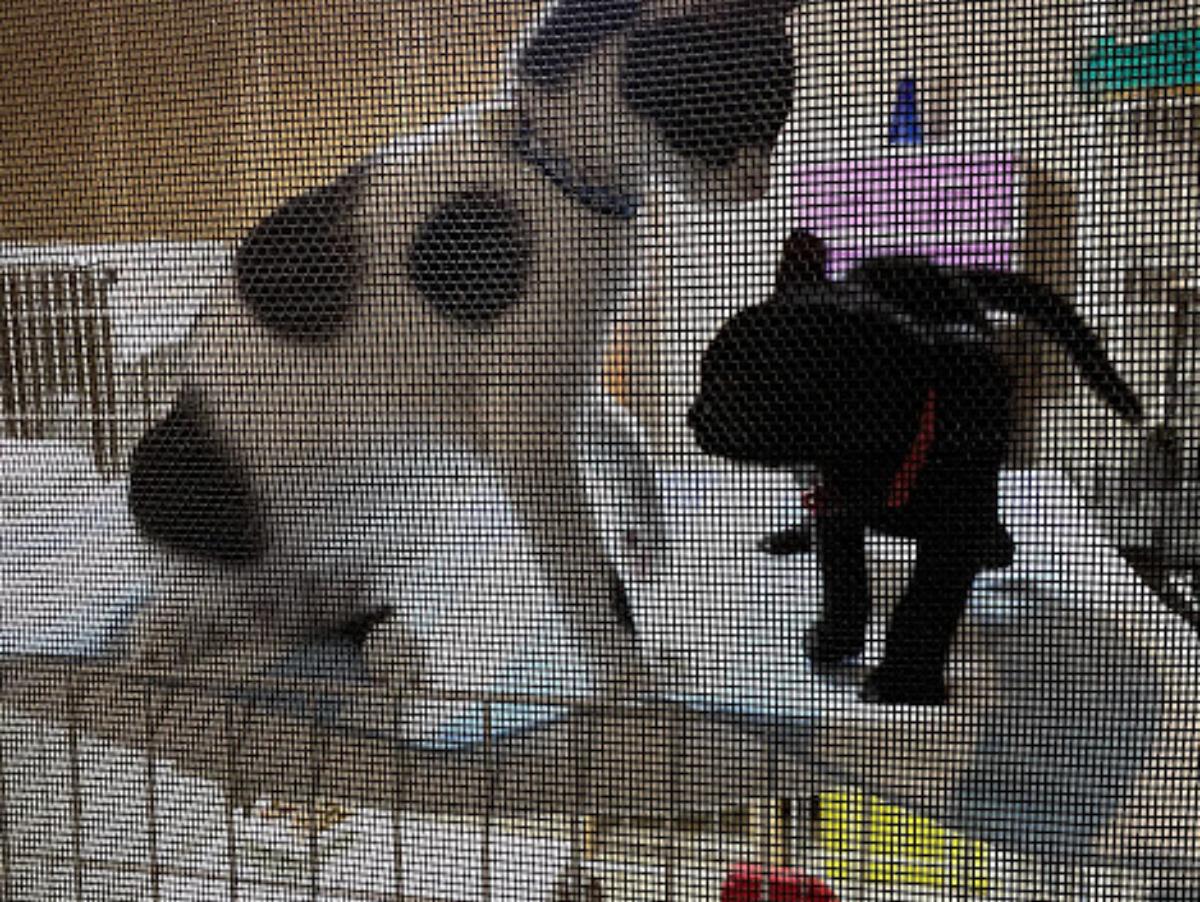 猫は猫のなかで育つのメインビジュアル