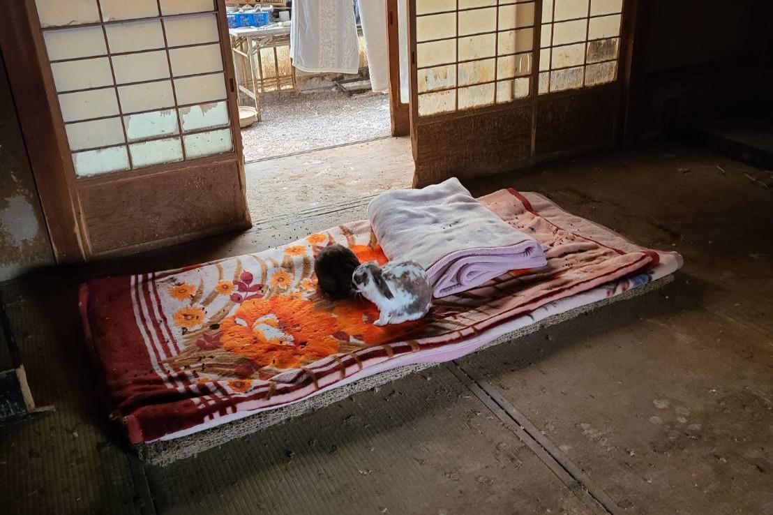 【活動報告】和歌山うさぎ多頭飼育現場の近況と今後の予定のメインビジュアル