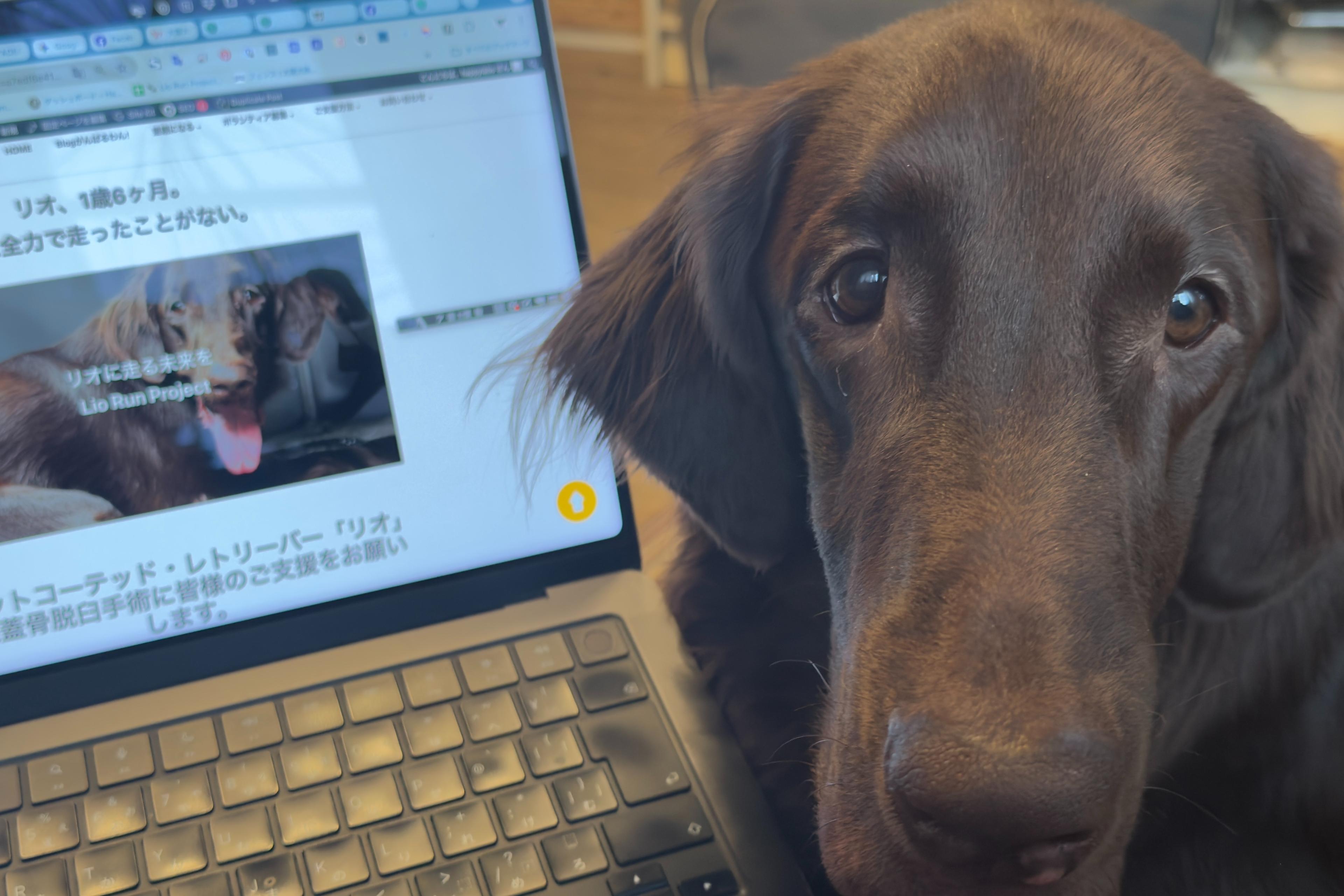 【第2回活動報告】目標77.2%達成！リオにクリスマスプレゼント🎁をお願いします！のメインビジュアル