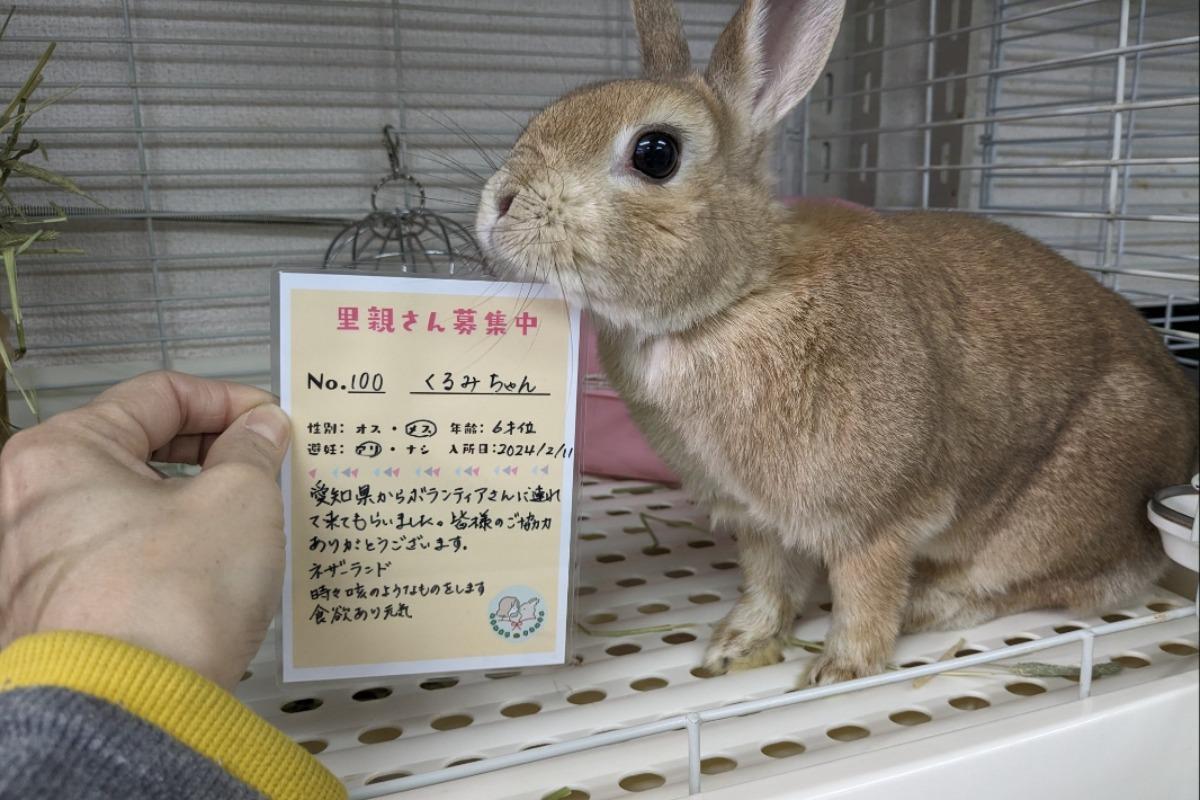 くるみちゃんを100番目の保護うさぎさんとして受入しましたのメインビジュアル