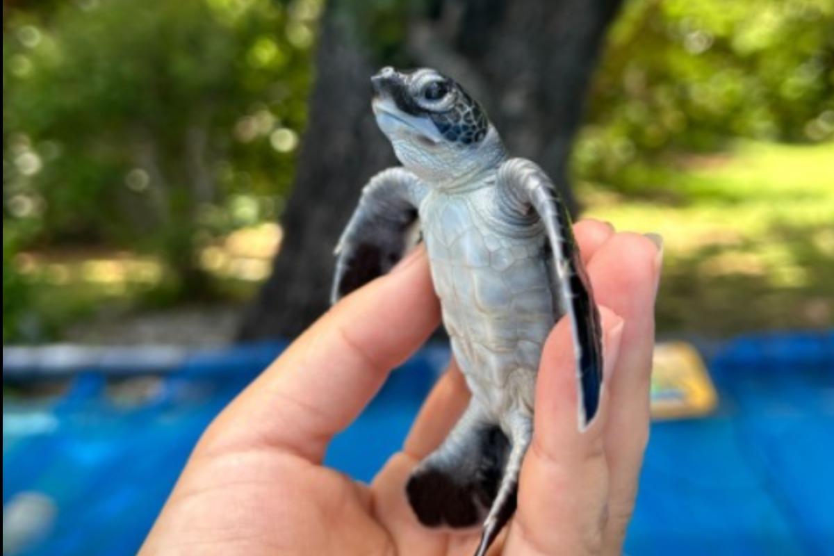 ウミガメ保全活動の近況！（とりまとめ）のメインビジュアル