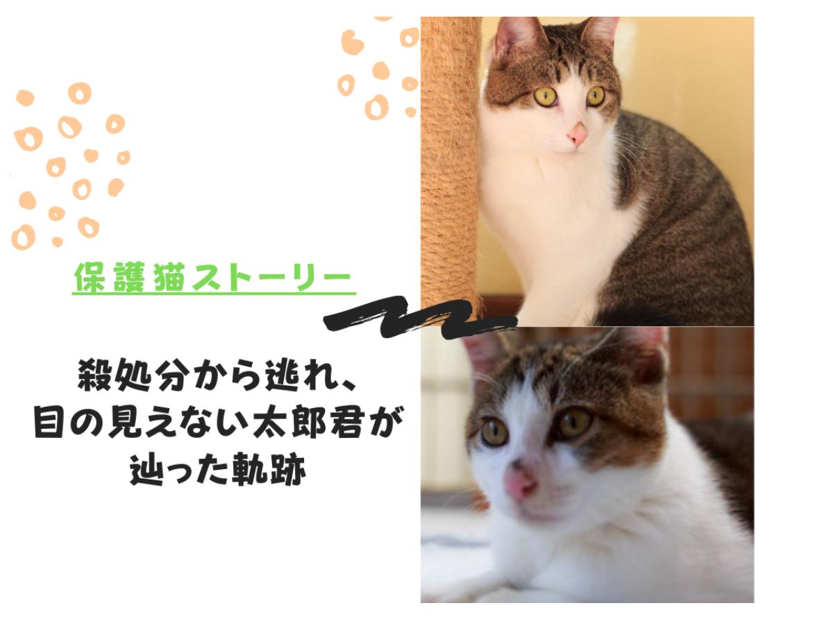 【目が見えなくても新しい家族に！】幸せな家庭を見つけた太郎くんのストーリーのメインビジュアル