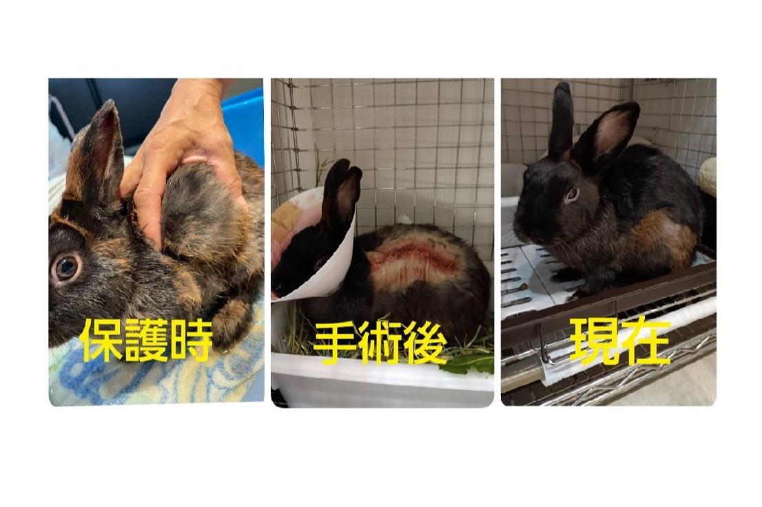 保護したうさぎの経過　-元気になったそうくん🐇-のメインビジュアル