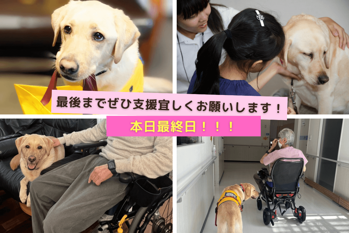 【本日23:59まで！最後のお願い】    子ども病院にファシリティドッグを届けたい！補助犬たちと臨む新事業にみなさんのお力をお貸しください！のメインビジュアル