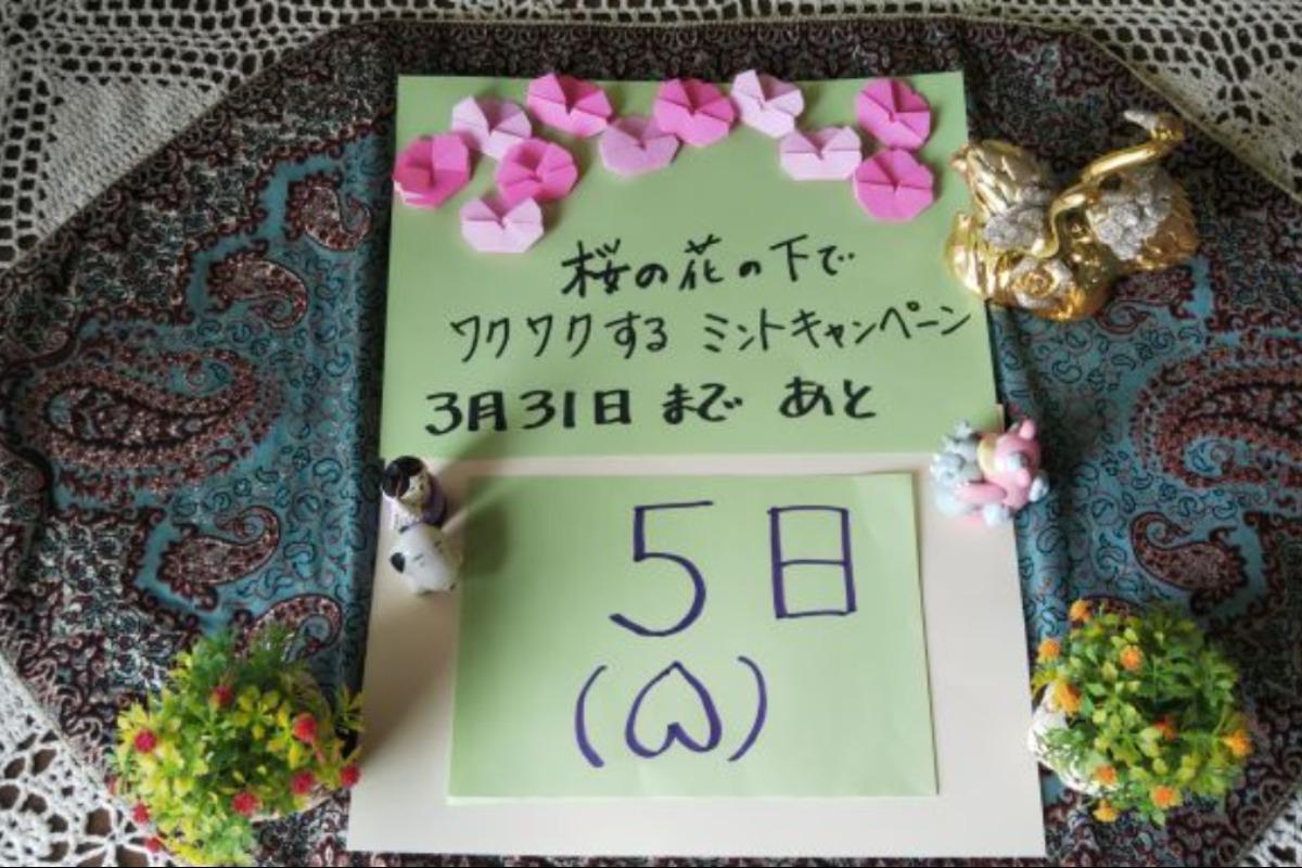 桜の花の下でワクワクするミントキャンペーン、あと5日で終了します。もう一息ご支援をお願いいたします。のメインビジュアル