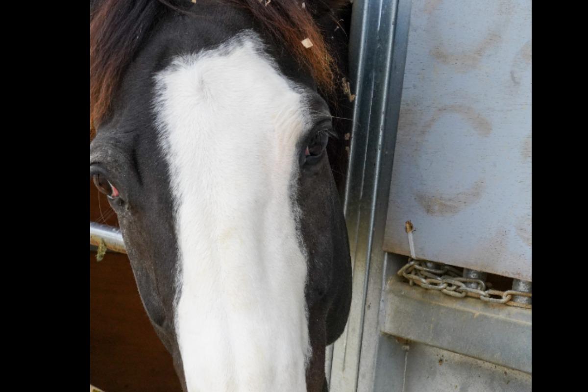 馬の紹介③　エクレア顔のズルフィカールくんのメインビジュアル