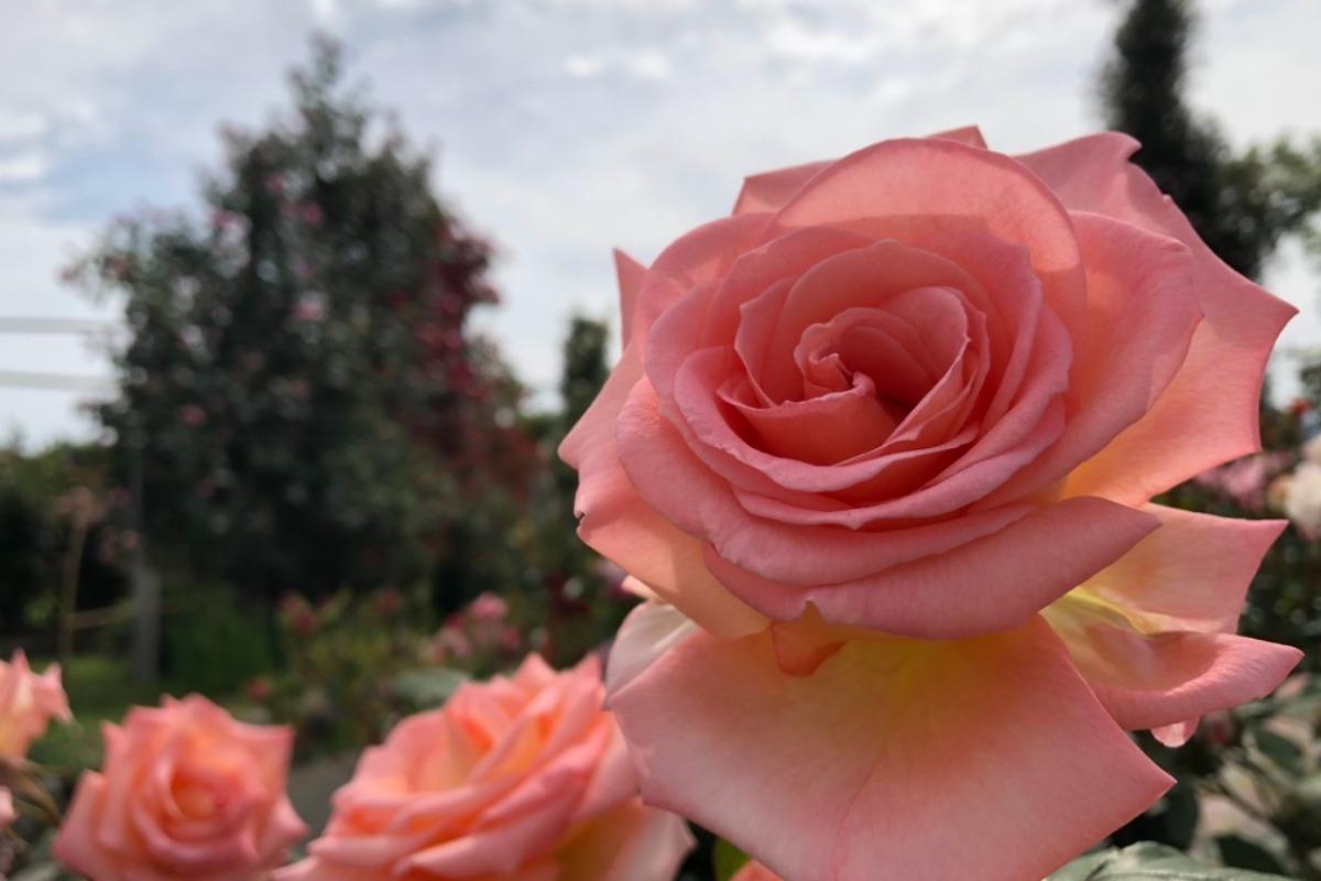 ファーストゴール達成! 薔薇のように上を向いて、セカンドゴール目指します!のメインビジュアル