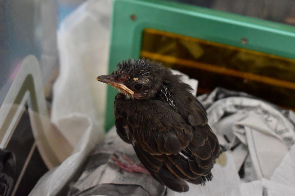 【リリース情報】駅のロータリーに一羽落ちていたヒヨドリのメインビジュアル