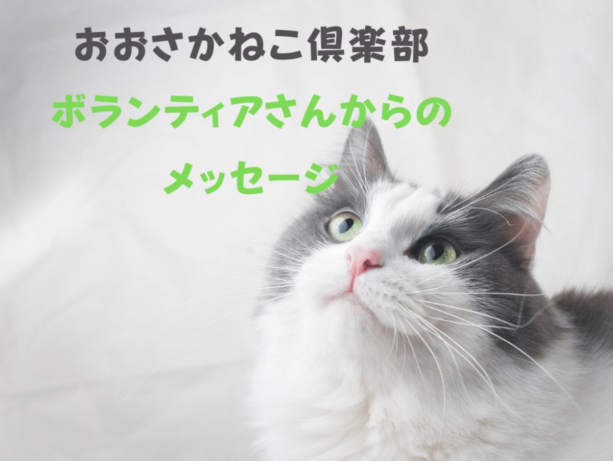 【おおさかねこ倶楽部】一緒に活動してくれているボランティアさんからのメッセージを紹介します！のメインビジュアル