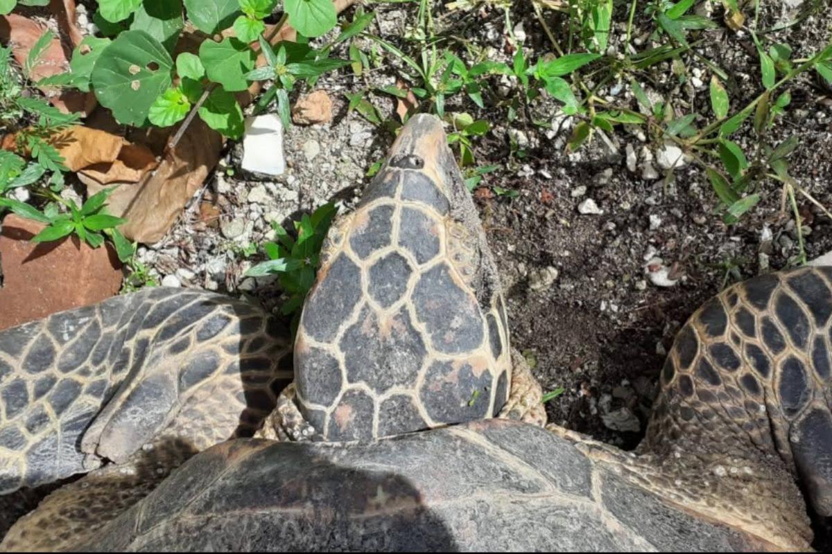 海岸環境が変わってきた⁉セガマB島の近況のメインビジュアル