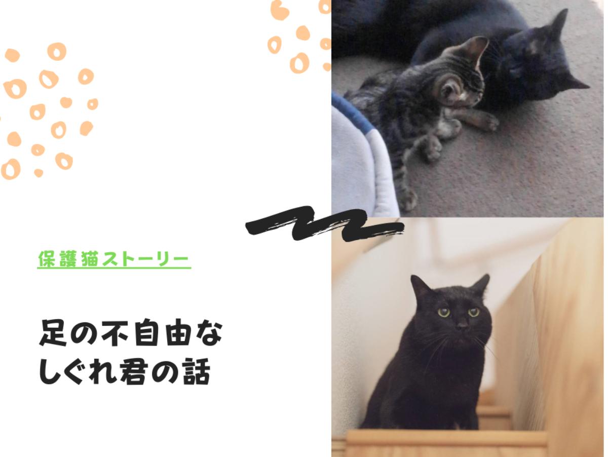 【保護猫のストーリー】後ろ足が不自由なしぐれ君は、ラッキーボーイ♡のメインビジュアル