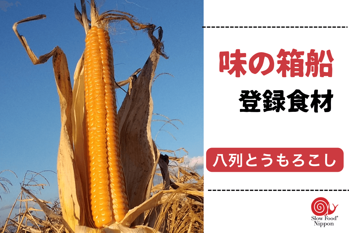 味の箱船食材の紹介②「八列とうもろこし」のメインビジュアル