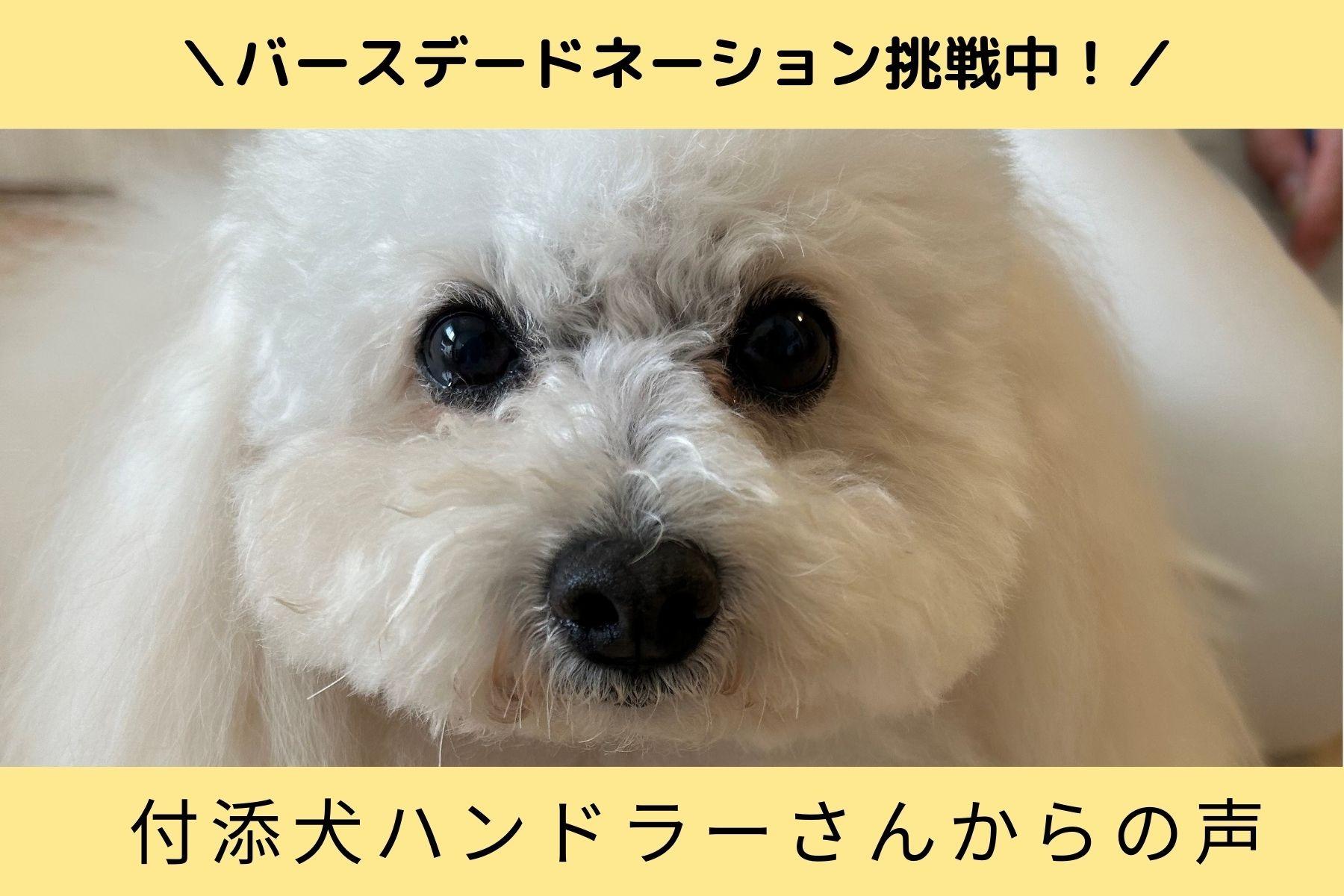 付添犬のハンドラーが”心がけていること”や感じている”大きな可能性”のメインビジュアル