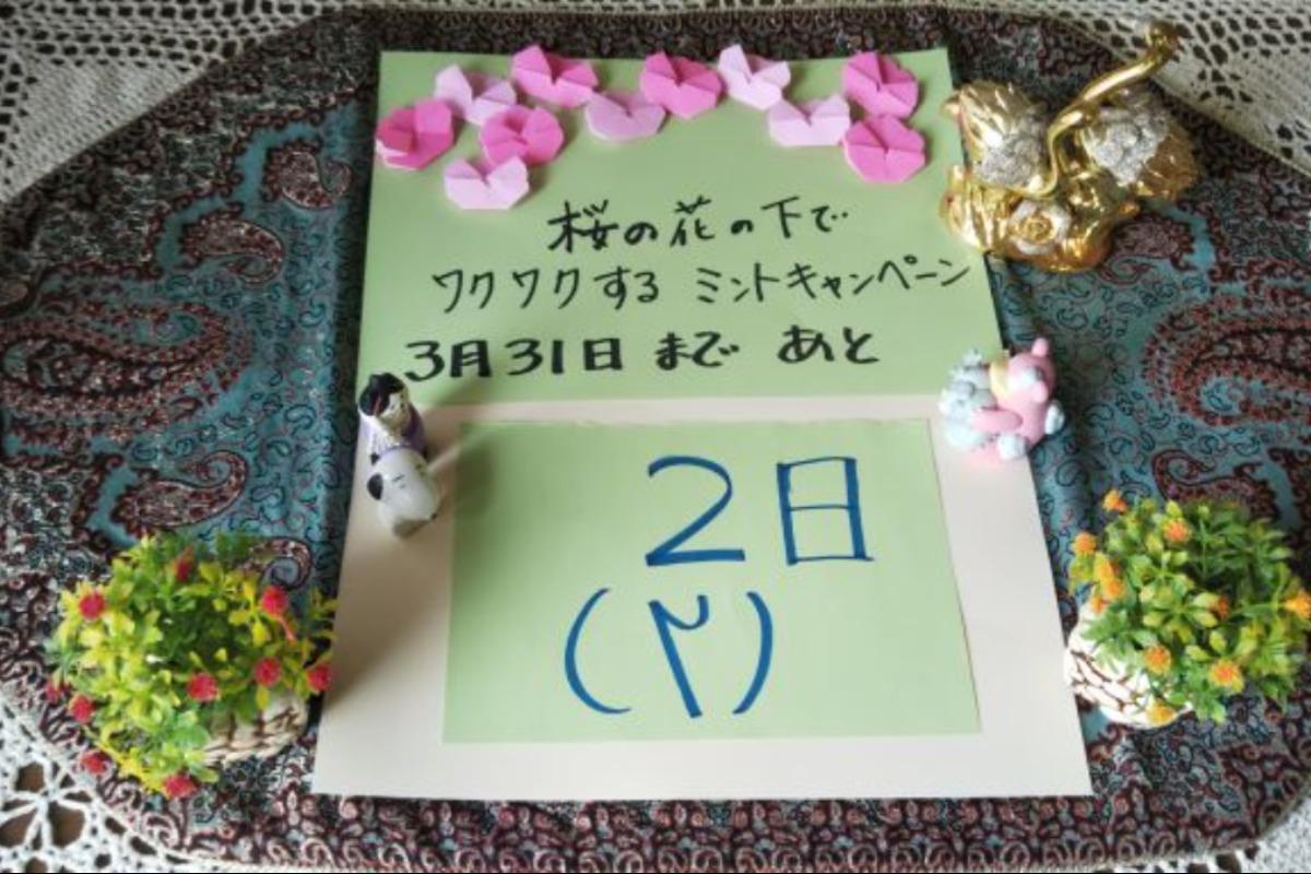 桜の花の下でワクワクするミントキャンペーン、あと2日になりました。春の風のように暖かいご支援をお願いたします。のメインビジュアル