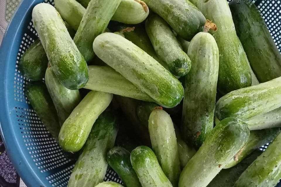 本と一緒に野菜作りのノウハウを届ける！のメインビジュアル