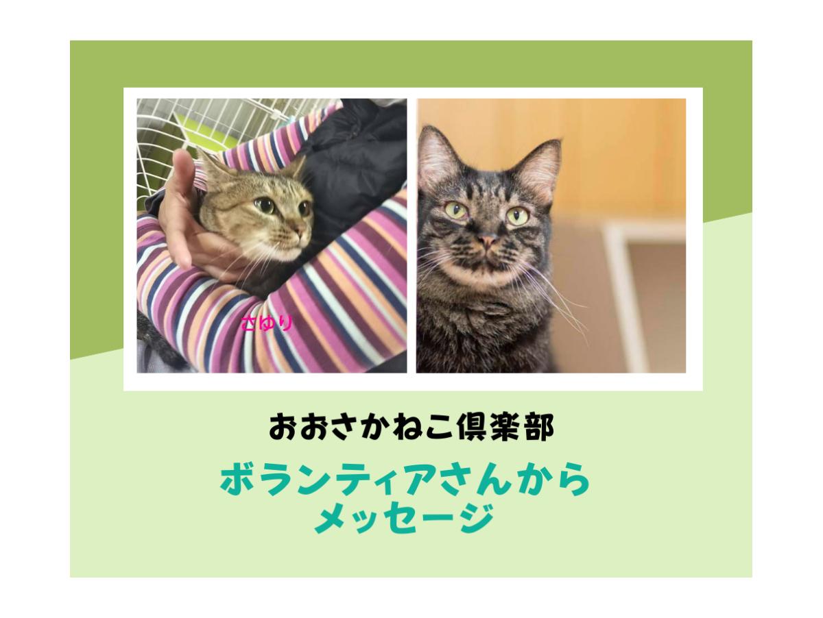 【おおさかねこ倶楽部】猫たちの為にできることはないか考え、シェルターでのボランティアに参加のメインビジュアル