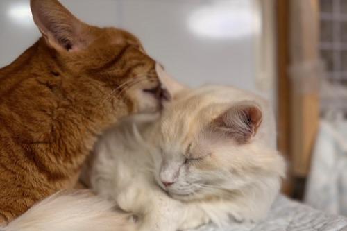 ★オスカーくん（東日本大震災被災猫　大熊町保護）　フォスターペアレント様　ありがとうのメインビジュアル