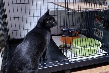 ☆犬猫救済の輪シェルター　JFE猫さんのお部屋へ１２番目にテツくん入居しました。☆ミキちゃん（Ｆｅｌｖ猫白血病陽性）病理結果　繊維肉腫転移のメインビジュアル