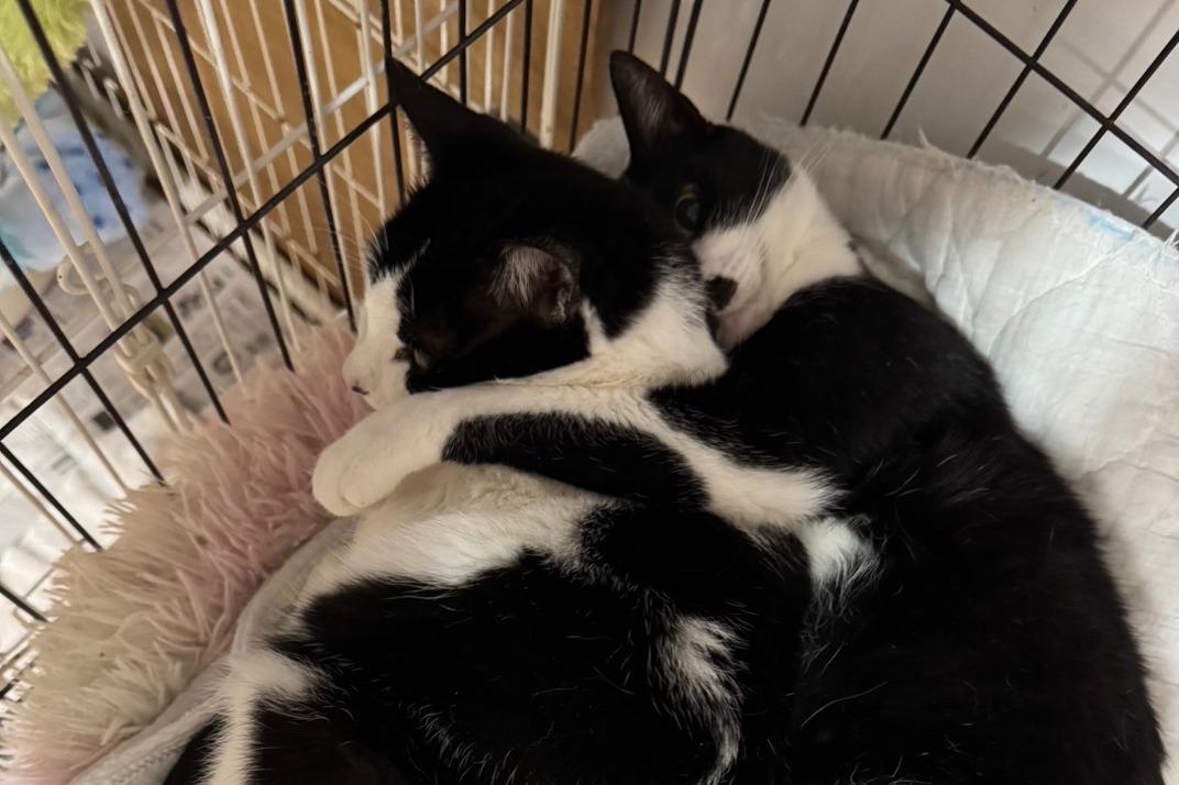 ☆トノくん（JFEレスキュー猫）フォスターペアレント様　ありがとう　里親さん募集のメインビジュアル