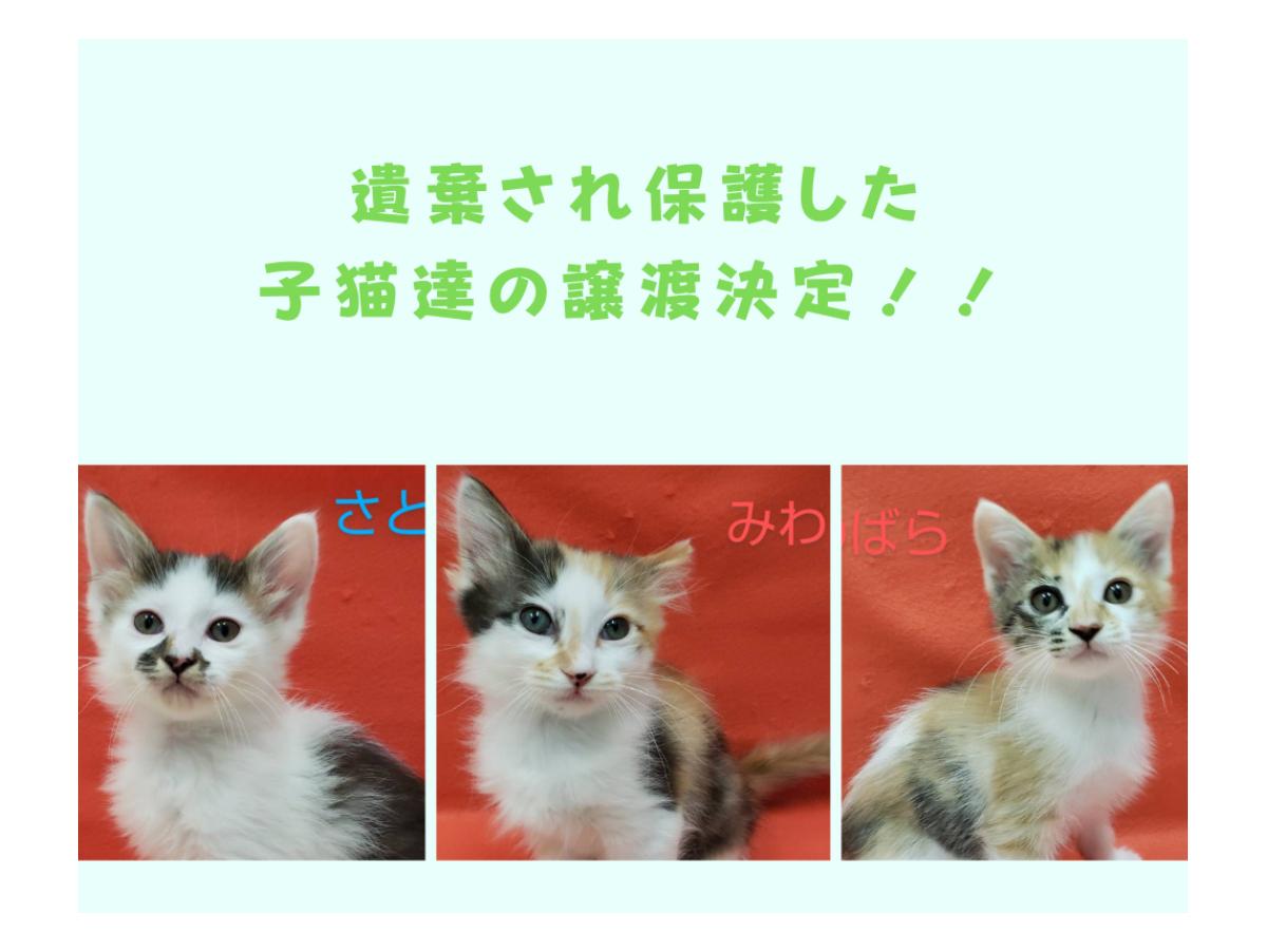 【おおさかねこ倶楽部】3匹の子猫たちが新しい家庭で幸せを掴むのメインビジュアル