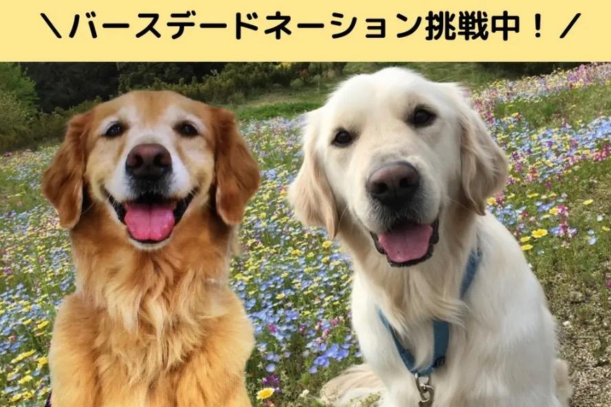 法務大臣も必要性を認めてくださった付添犬活動のメインビジュアル