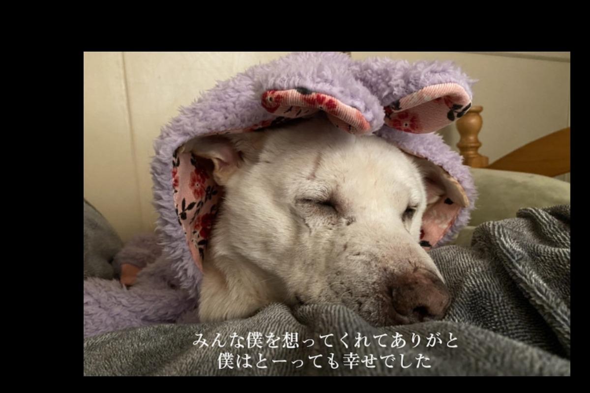 エルフィの224日～神様との約束の時のメインビジュアル