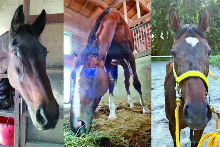 【ナイスネイチャ・34歳ドネーション】ナカザルオー、マロンカグラ、タッチペガサスが再就職支援プログラムへのメインビジュアル