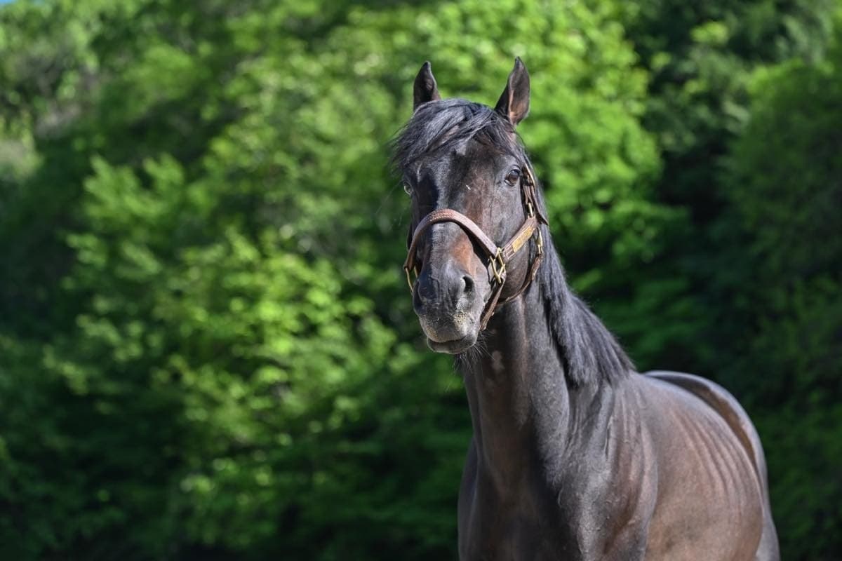 【新FHのお知らせ】リンノレジェンドが「ナイスネイチャ・35歳のバースデードネーション」受け入れ馬にのメインビジュアル