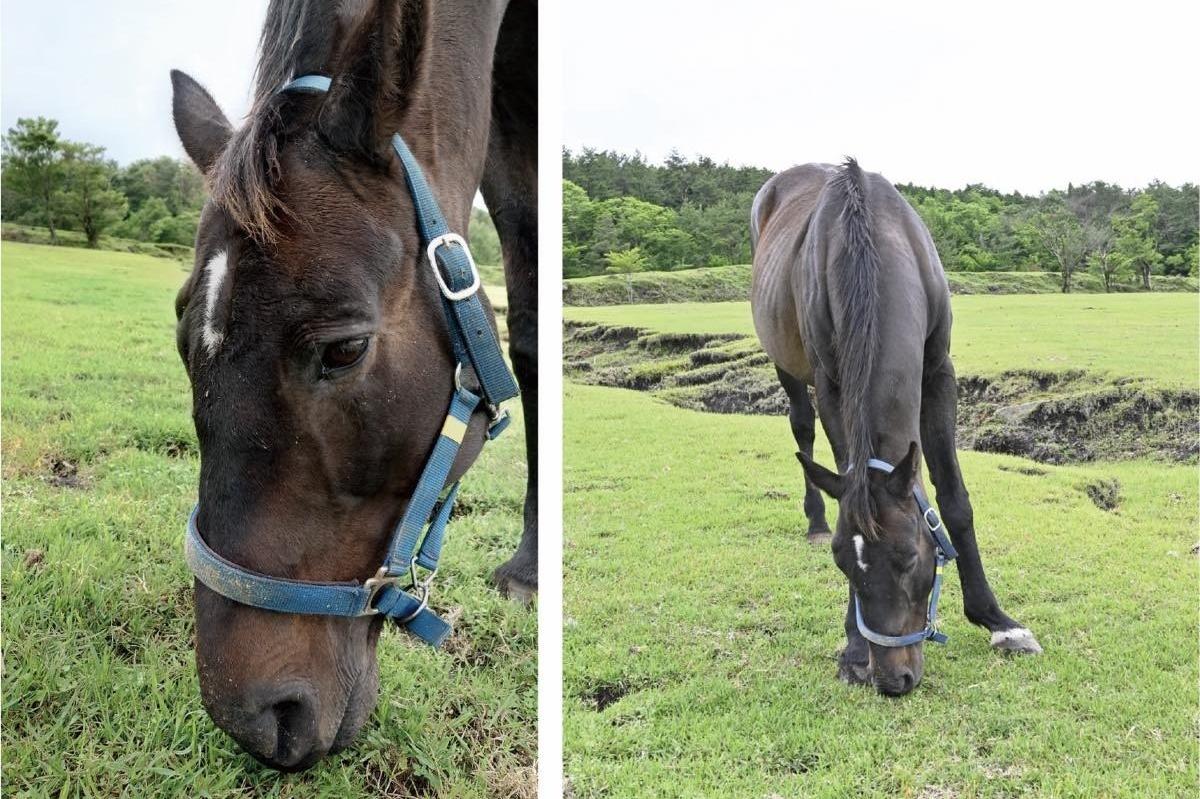 【新FHのお知らせ】ジェネラルグラントが「ナイスネイチャ・35歳のバースデードネーション」受け入れ馬にのメインビジュアル