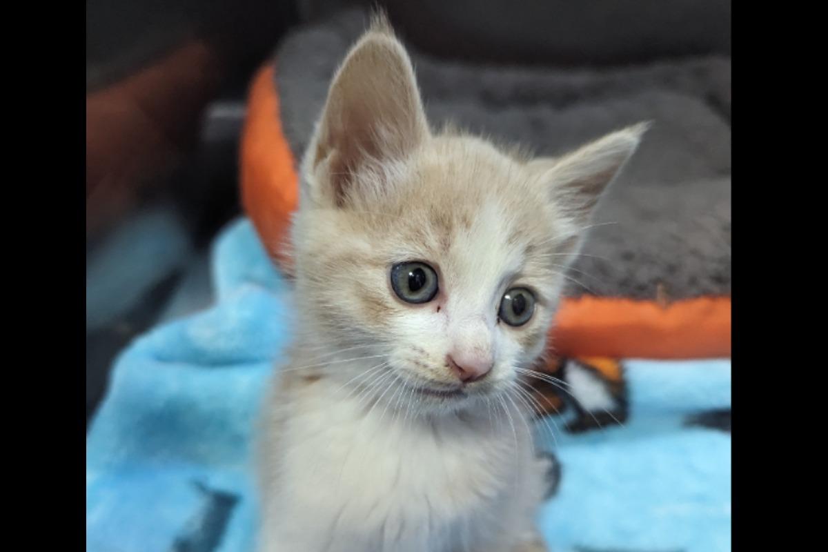 クリーム色の子猫を保護しました(*^^*)のメインビジュアル