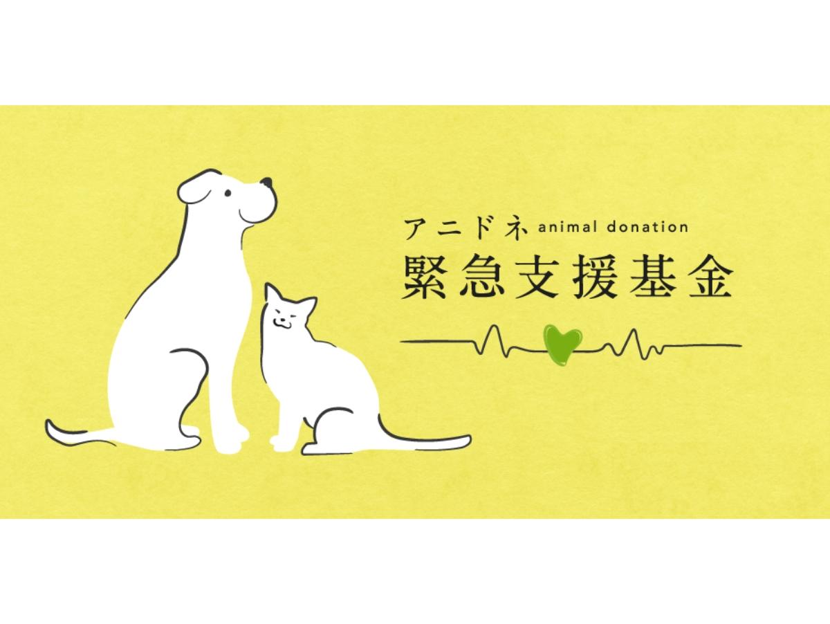 多頭飼育崩壊を救いたい～アニドネ緊急支援基金～のメインビジュアル