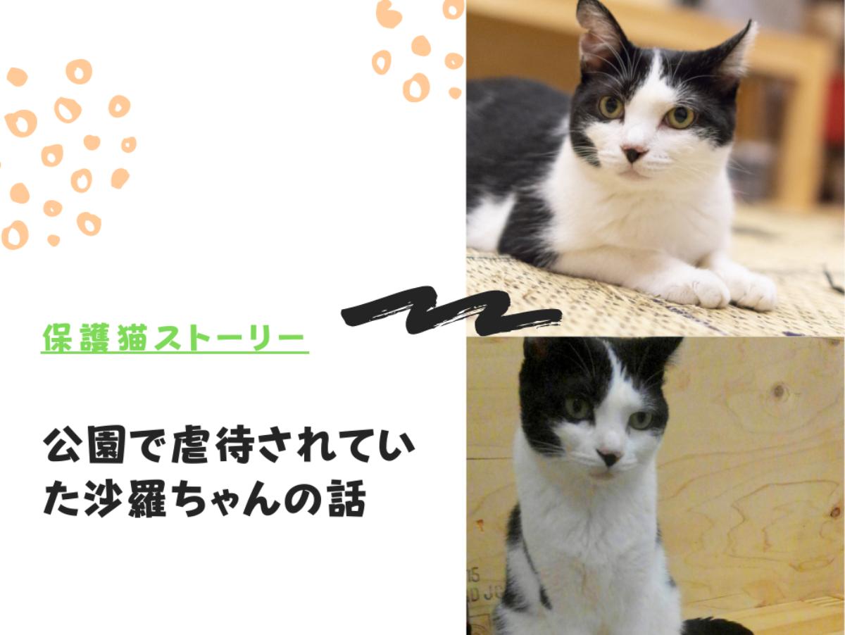 【保護猫ストーリー】過酷な過去を乗り越えて幸せを掴んだ、天使のハートの沙羅ちゃんのメインビジュアル